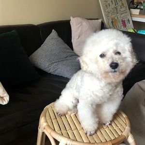 Meet your Posher, Anh